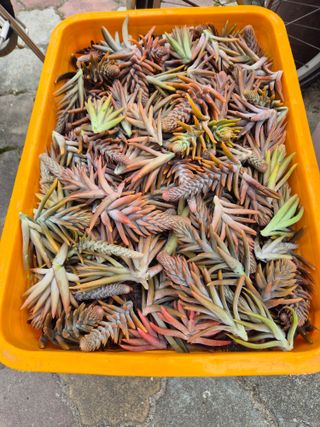 왕대추님의 기타작물 · 영농일지 작성글 사진