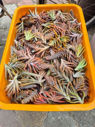 왕대추님의 기타작물 · 영농일지 작성글 사진