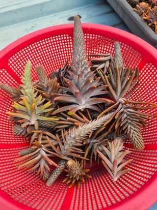 왕대추님의 기타작물 · 영농일지 작성글 사진