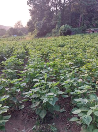 오영균 님의 자유주제 · 자유게시판 작성글 사진