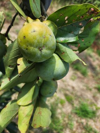 텃밭입문님의 농사, 무엇이든 물어보세요! · 참여글 작성글 사진