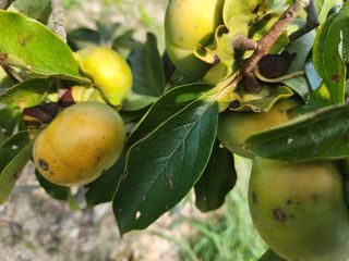 텃밭입문님의 농사, 무엇이든 물어보세요! · 참여글 작성글 사진