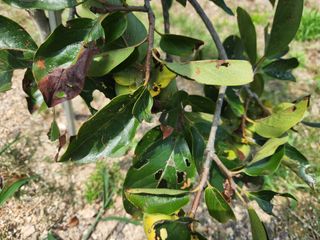 텃밭입문님의 농사, 무엇이든 물어보세요! · 참여글 작성글 사진