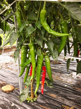 강물처럼님의 고추 · 영농일지 작성글 사진