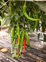 팜모닝 고추·영농일지 게시글 이미지