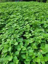 팜모닝 들깨·영농일지 게시글 이미지