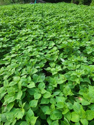 정금천님의 들깨 · 영농일지 작성글 사진