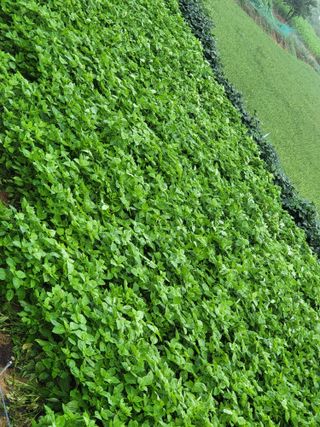 정금천님의 들깨 · 영농일지 작성글 사진