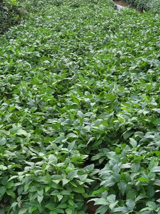 정금천님의 콩 · 영농일지 작성글 사진