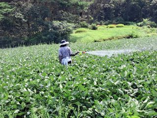 김상호님의 콩 · 영농일지 작성글 사진