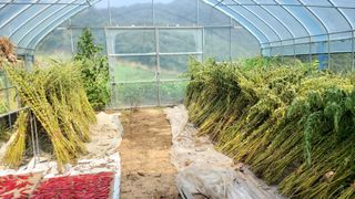 금익수님의 참깨 · 영농일지 작성글 사진