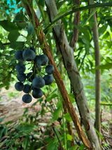 팜모닝 블루베리·영농일지 게시글 이미지