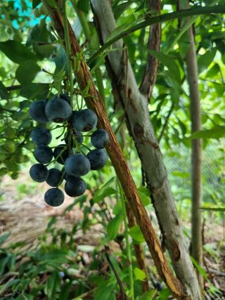 김동명님의 블루베리 · 영농일지 작성글 사진