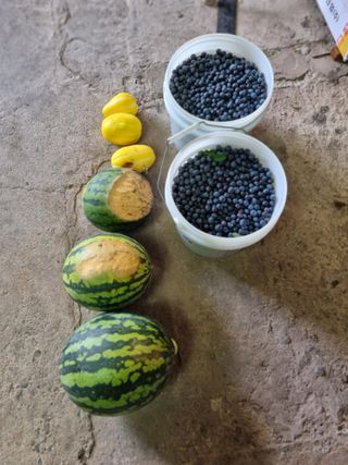 김동명님의 블루베리 · 영농일지 작성글 사진