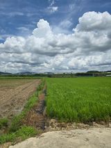 팜모닝 벼·영농일지 게시글 이미지