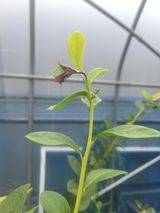 팜모닝 블루베리·병해충상담 게시글 이미지