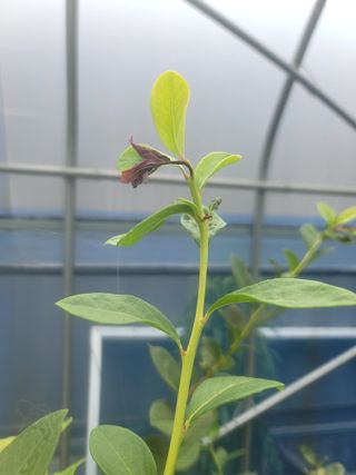 오로라님의 블루베리 · 병해충상담 작성글 사진