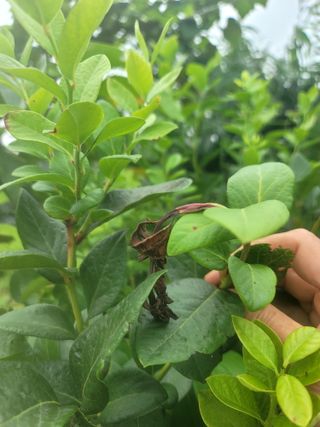 오로라님의 블루베리 · 병해충상담 작성글 사진