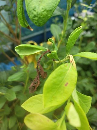 오로라님의 블루베리 · 병해충상담 작성글 사진