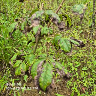 김진님의 자유주제 · 자유게시판 작성글 사진