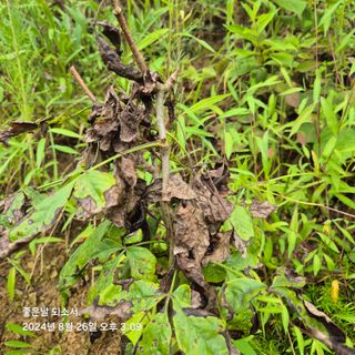 김진님의 자유주제 · 자유게시판 작성글 사진