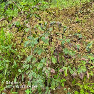 김진님의 자유주제 · 자유게시판 작성글 사진