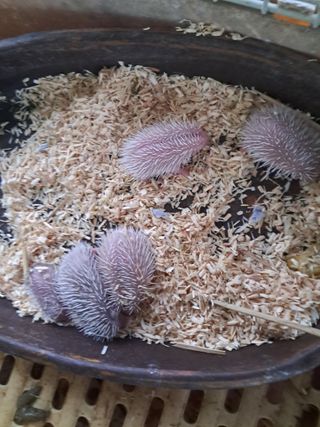 곤충할아버지님의 자유주제 · 자유게시판 작성글 사진