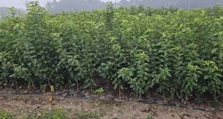 일심묘목농원님의 자유주제 · 자유게시판 작성글 사진