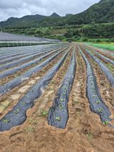 팜모닝 배추·영농일지 게시글 이미지