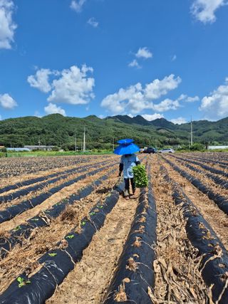 김기자(흰구름농원)님의 배추 · 영농일지 작성글 사진