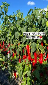 팜모닝 고추·수확 게시글 이미지