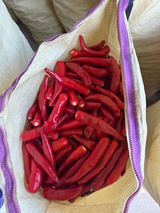 김성미님의 고추 · 수확 작성글 사진