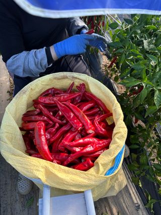 김성미님의 고추 · 수확 작성글 사진
