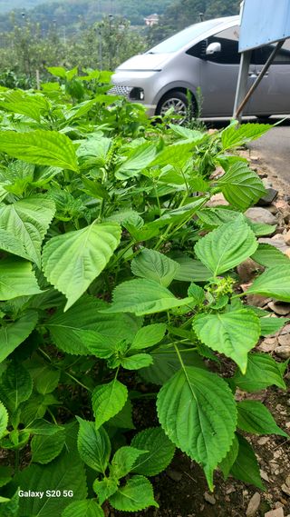 시골농부현장 현장박님의 자유주제 · 자유게시판 작성글 사진