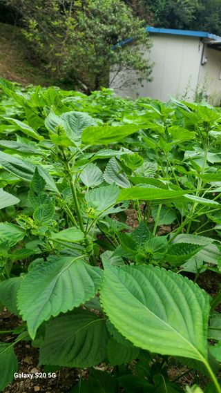 시골농부현장 현장박님의 자유주제 · 자유게시판 작성글 사진