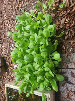 이영호님의 자유주제 · 자유게시판 작성글 사진
