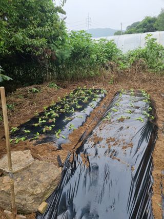 이영호님의 자유주제 · 자유게시판 작성글 사진
