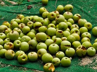 임무현님의 사과 · 병해충상담 작성글 사진