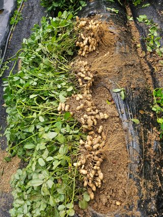 대전초보농부(금재)님의 자유주제 · 자유게시판 작성글 사진