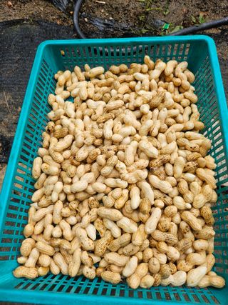 대전초보농부(금재)님의 자유주제 · 자유게시판 작성글 사진