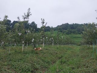시골살이님의 자유주제 · 자유게시판 작성글 사진