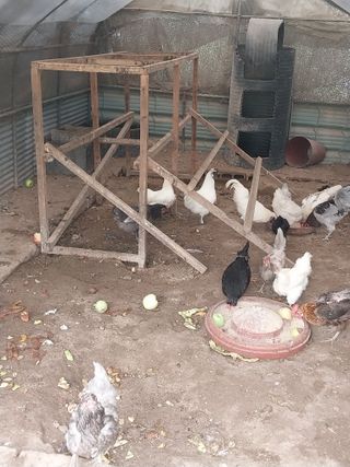 시골살이님의 자유주제 · 자유게시판 작성글 사진