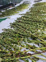 팜모닝 참깨·영농일지 게시글 이미지