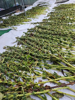 서화복님의 참깨 · 영농일지 작성글 사진