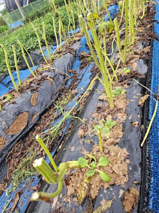 서화복님의 참깨 · 영농일지 작성글 사진