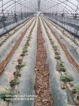 팜모닝 호박·영농일지 게시글 이미지