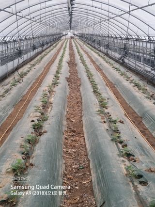 알 수 없음님의 호박 · 영농일지 작성글 사진