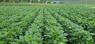 하얀그림자님의 콩 · 영농일지 작성글 사진