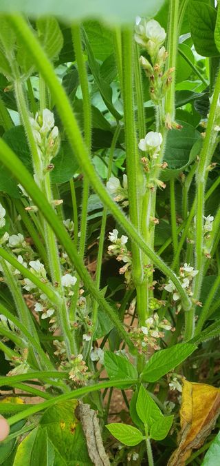 하얀그림자님의 콩 · 영농일지 작성글 사진