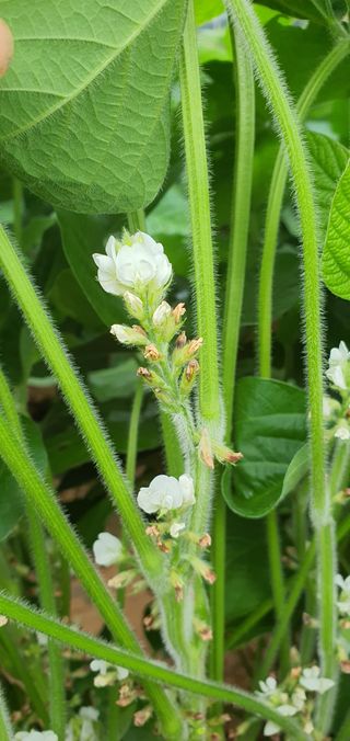 하얀그림자님의 콩 · 영농일지 작성글 사진